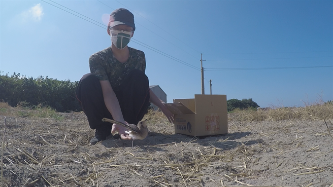 燕鴴野放。（野鳥學會非營利野動診所提供／蔡依珍桃園傳真）