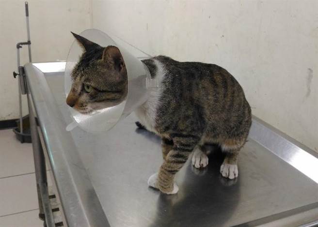 个性温和人见人爱的「馒头」已于近日顺利康復被民眾认养，找到一个温暖的家。（动保处提供）