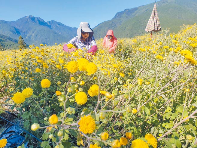 武陵农场推出杭菊採摘打工换宿活动，参加旅人每天需达20公斤目标。（武陵农场提供／王文吉台中传真）
