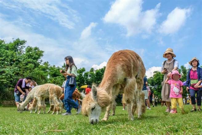 绿世界生态农场取得「展演动物许可证」，农场内的羊驼。（罗浚滨摄）
