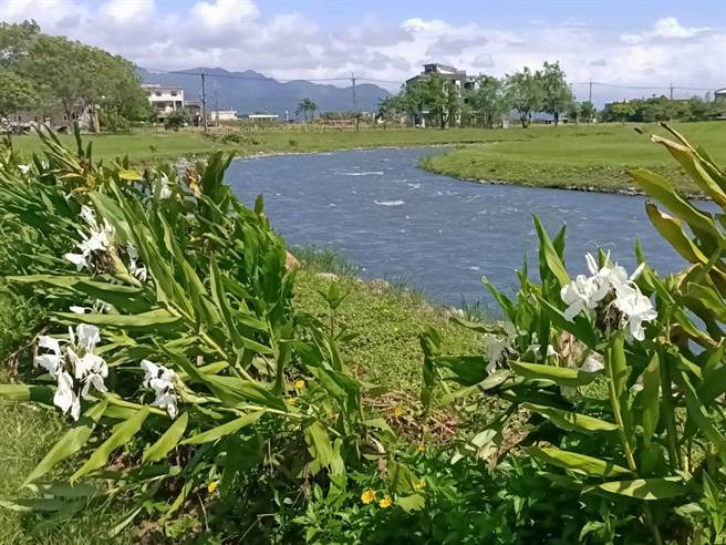安农溪上游两岸边栽种了大量的野姜花，如今正值野姜花花期 ，景色十分美丽且空气中充满了浓郁的野姜花香气。（胡健森摄）