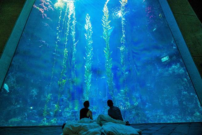 因应疫情趋缓、防疫措施松绑，屏东海生馆最受欢迎的「夜宿海生馆」体验活动也重新开放，并同步推出「一夜一年」优惠专案。（谢佳潾摄）