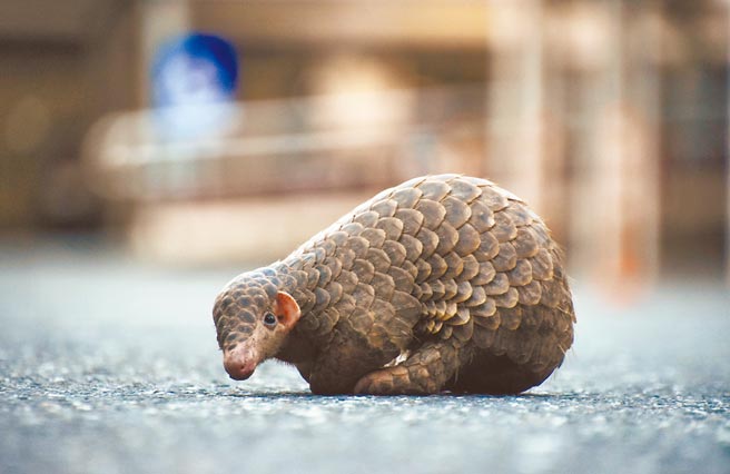 穿山甲的栖地在浅山，遭流浪狗咬伤或咬死的事件时有所闻。（庄哲权摄）