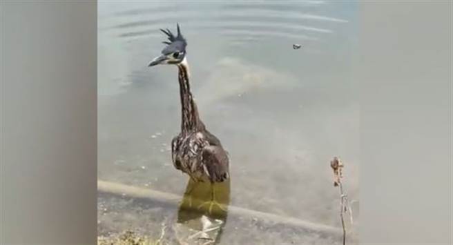 釣客在湖邊發現珍稀動物「海南鳽」，全球只剩下數百隻。(圖翻攝自微博/封面新聞)