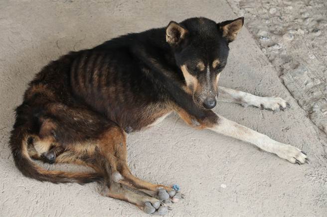 俄罗斯一只狗狗长期被饲主虐待，不但瘦成皮包骨，内臟也因为挨饿而萎缩。(示意图/达志影像)
