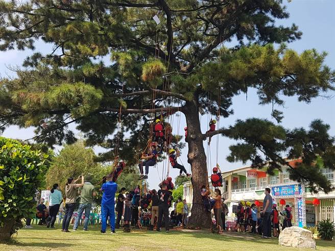 斗南重光国小的老黑松高龄100岁，百年来第一次全校小朋友都爬上树和它打招呼。（周丽兰摄）