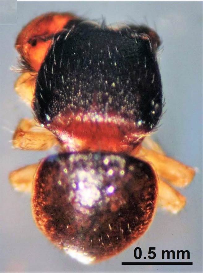 鳌鼓溼地发现的新品种蜘蛛－台湾小菱头蛛。（嘉义县政府提供／张亦惠嘉县传真）