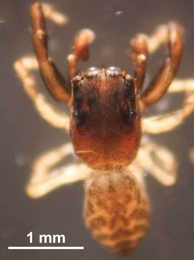 崑山科技大学研究团队在嘉义县鳌鼓溼地发现新种蜘蛛，图为台湾侏斑蛛。（嘉义县政府提供／张亦惠嘉县传真）
