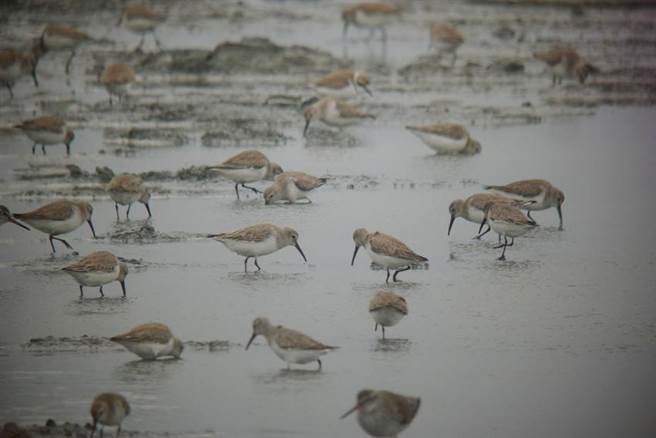鱼塭是台湾西南部沿海地带重要的经济命脉。图／农委会特生中心提供