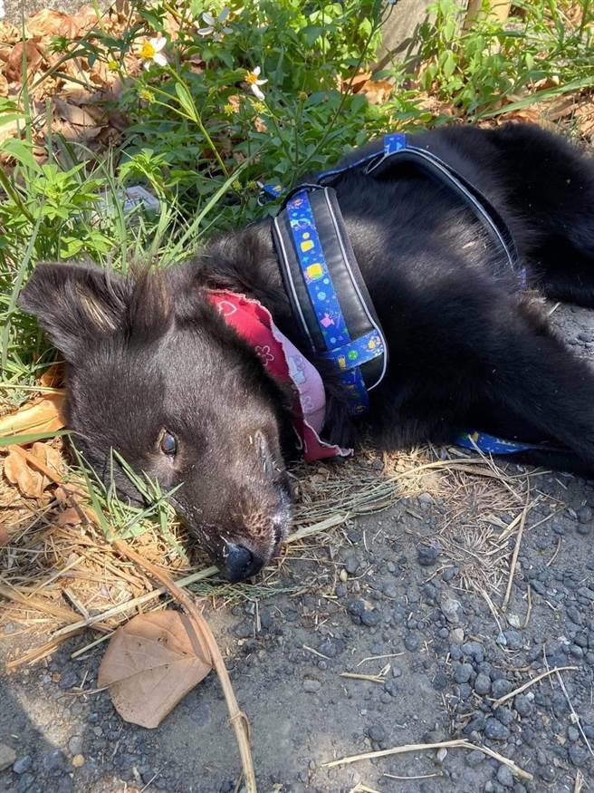 天內5犬遭毒死新屋動保園區挨批毒狗天堂 社會 中時