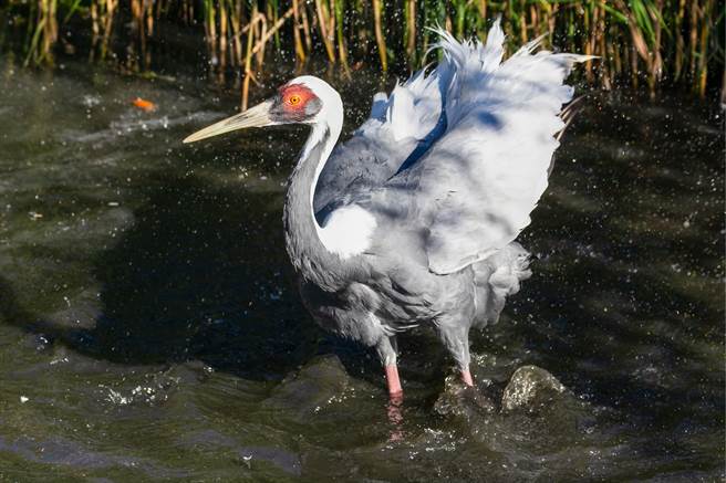 母白枕鹤瓦努特不愿与公鹤交配，甚至还爱上人类，最终在牠心爱的饲养员帮忙下，透过人工繁殖方式产子。(示意图/达志影像)