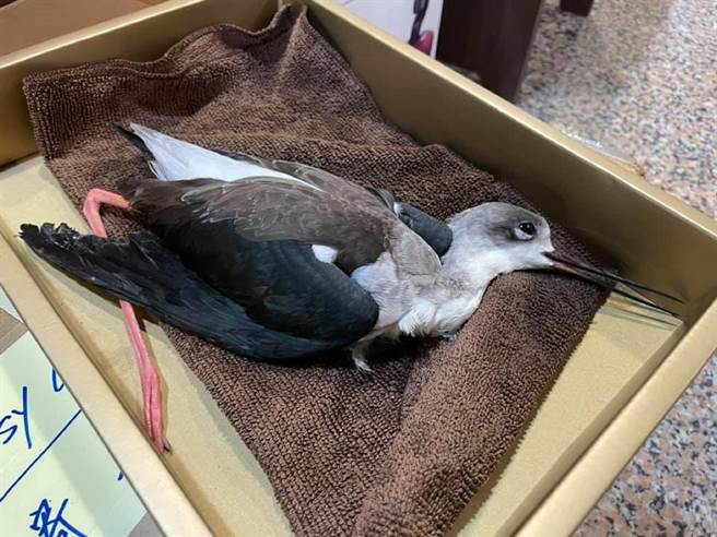 配合「濁水溪環境教育場域」規畫，雲林縣麥寮鄉爭取設置野鳥救傷站。（吳明宜提供／張朝欣雲林傳真）