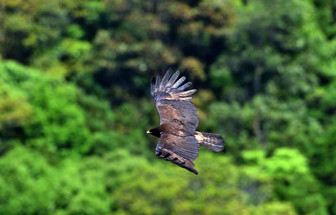 民眾近距离目击林鵰以王者之姿从山谷滑过，笑称「林距离」。（庄哲权摄） 