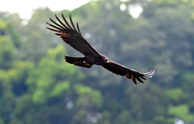民眾近距离目击林鵰以王者之姿从山谷滑过，笑称「林距离」。（庄哲权摄） 