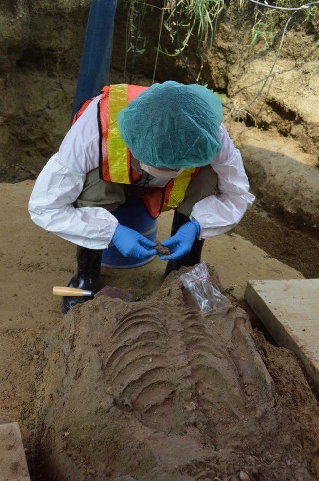 南科考古館工作人員檢視嘉義市鐵路高架化工程挖掘到的先人骨骸。（南科考古館提供／劉秀芬台南傳真）