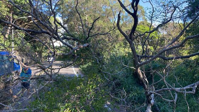 龜山產業道路旁大樹突倒下，橫躺馬路阻通行。（翻攝照片／蔡依珍桃園傳真）