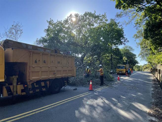 龜山產業道路旁大樹突倒下，橫躺馬路阻通行。（翻攝照片／蔡依珍桃園傳真）
