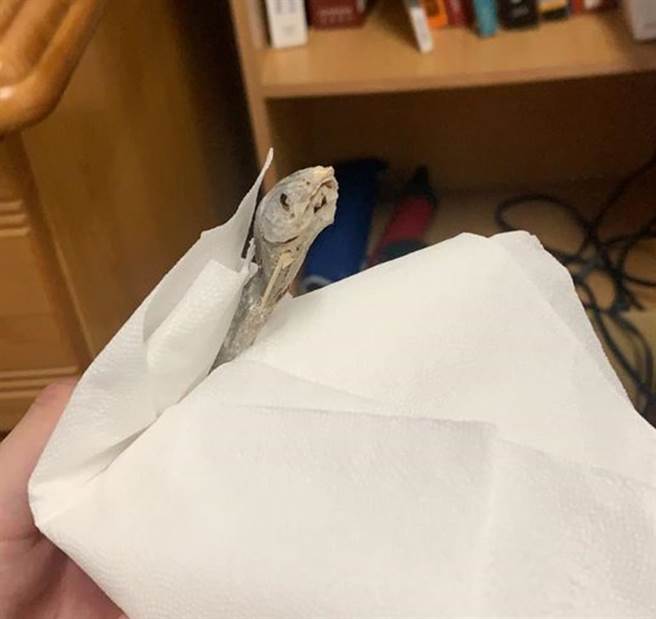 男大生从床底扫出已经变成「鱼乾」的垃圾鱼。（翻摄Dcard）