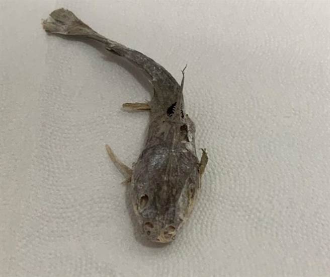 「鱼尸」相当完整。（翻摄Dcard）