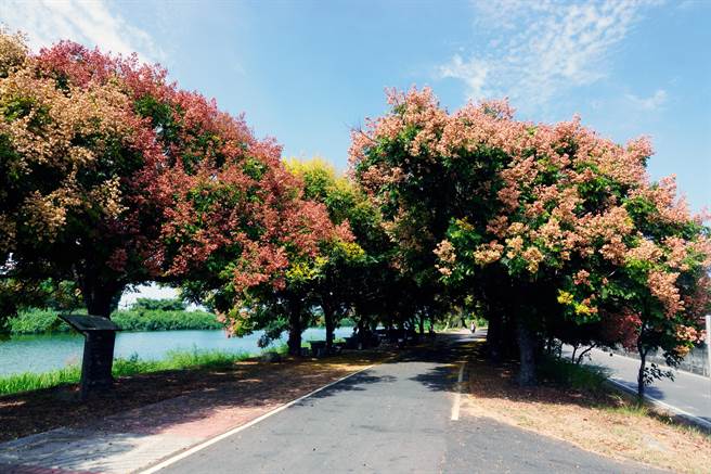 秋天给人一种忧郁、浪漫的印象，而彰化县埔盐乡石碑村一条秘境林道，就是最好的解释。（吴建辉摄）