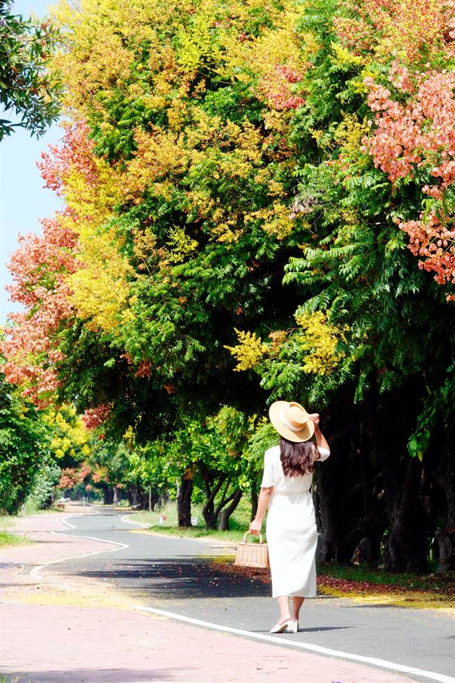 东螺溪是观赏台湾栾树最好的地点之一，东螺溪畔从一路溪湖、二林、埔盐沿路都有台湾栾树。（吴建辉摄）