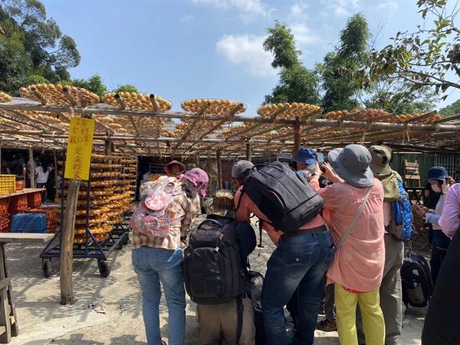 新竹县新埔镇柿饼季将于国庆连假期间登场，九降风起，已吸引不少民眾前往拍照。（庄旻静摄）