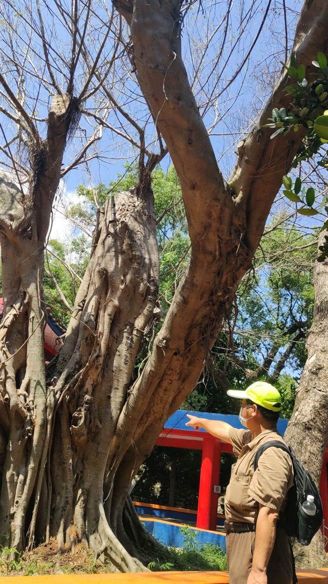 台东忠烈祠旁的樟树和榕树树叶枯黄掉落，经专家诊断为感染褐根病枯死。（蔡旻妤摄）