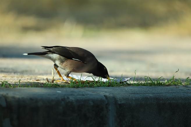 八哥鸟在法国驻阿拉伯联合大公国大使宅邸找到安身之处，学会用法语「你好」。(示意图／shutterstock)