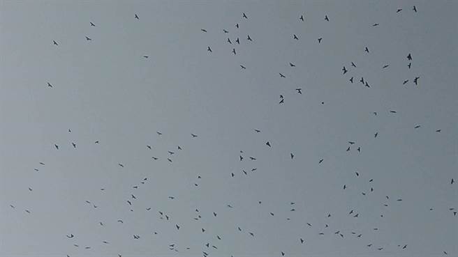 每年10月南台湾喜迎国庆鸟成群过境，吸引大批鹰迷至礼纳里赏鹰(图为鹰群，锺益新摄影提供)