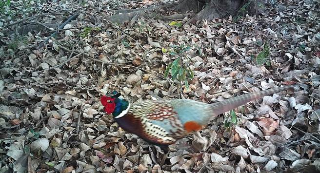 台南科学园区设置生态廊道，记录到环颈雉踪迹。（南科管理局提供／刘秀芬台南传真）