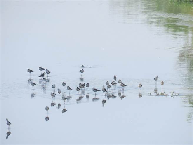 高跷鸻是滞洪池常见鸟种。（南科管理局提供／刘秀芬台南传真）