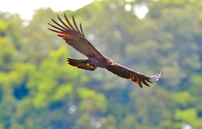 民眾近距离目击林鵰以王者之姿从山谷滑过，笑称「林距离」。（庄哲权摄）
