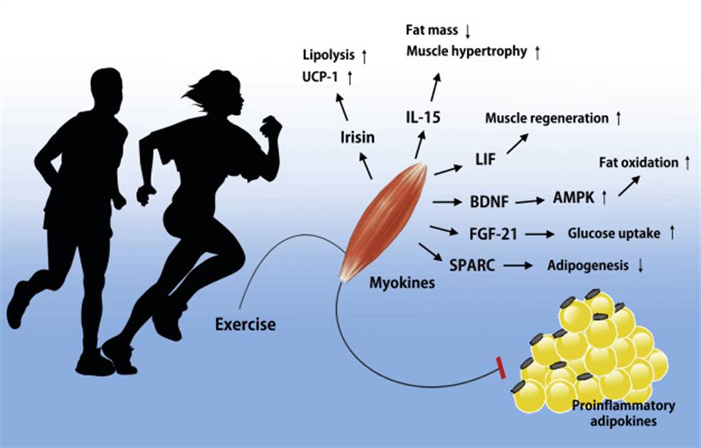 运动产生的肌动激素，对调整人体机能有很大的帮助。(图/sciencedirect)(photo:ChinaTimes)