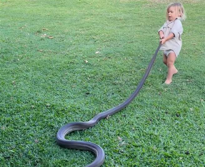 男童在父親的指導下單挑巨蟒，期間抓著蛇尾巴不放，讓不少人看了膽顫心驚。(圖翻攝自/IG/mattwright)