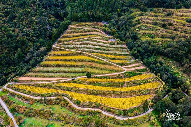 武陵高山杭菊种于雪山东麓无污染的环境，花丛间艷黄花海交错如雪白菊，形成大自然绚丽花布。（许钊滂提供／王文吉台中传真）