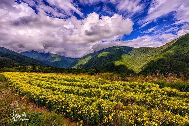 武陵高山杭菊引用纯净的雪山溪及七家湾溪水灌溉，每年初秋盛开，花期持续至11月中。（许钊滂提供／王文吉台中传真）