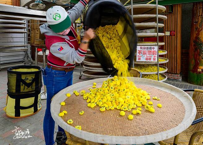 武陵杭菊年产量约800公斤。（许钊滂提供／王文吉台中传真）