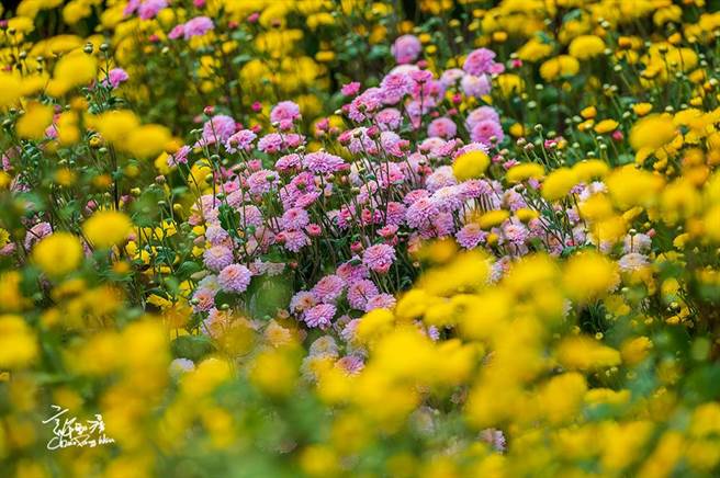 武陵杭菊主要为黄金菊（台湾杭菊2号），花丛间偶有变异紫花及黄紫双色争艷。（许钊滂提供／王文吉台中传真）