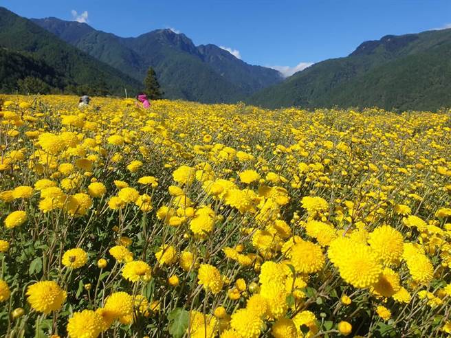 武陵农场杭菊繁花盛开，翠绿山林间，艷黄花海大放异彩，阳光洒下美不胜收。（武陵农场提供／王文吉台中传真）