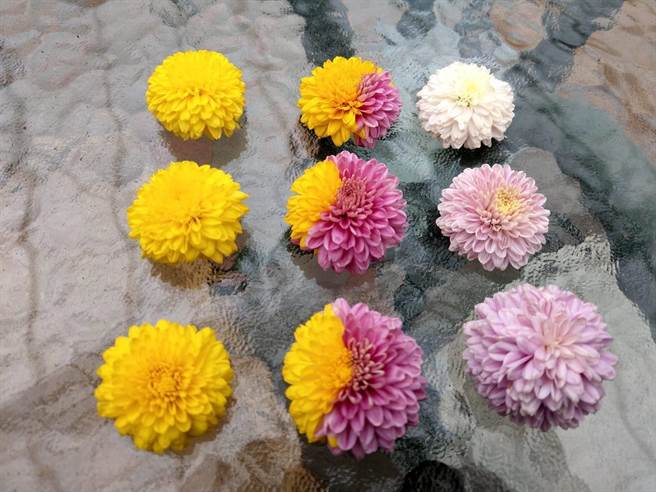 武陵杭菊主要为黄金菊（台湾杭菊2号），偶有变异紫花及黄紫双色。（武陵农场提供／王文吉台中传真）