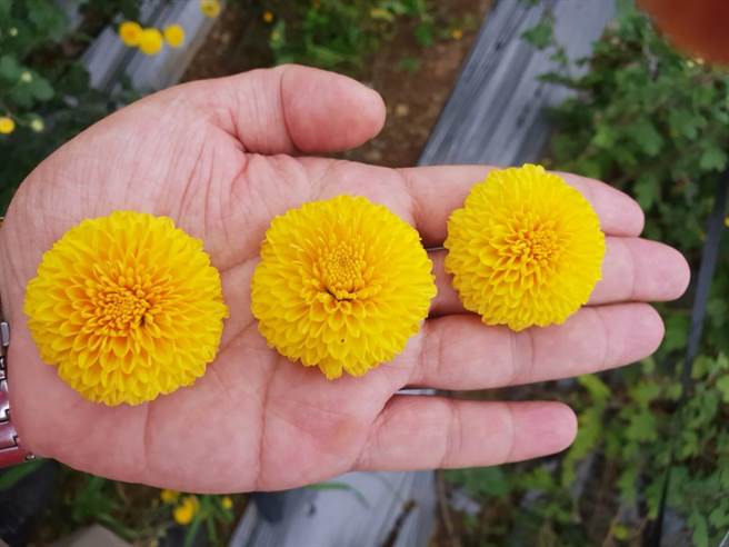 武陵杭菊顏色鲜艳、花径大且花瓣厚。（武陵农场提供／王文吉台中传真）