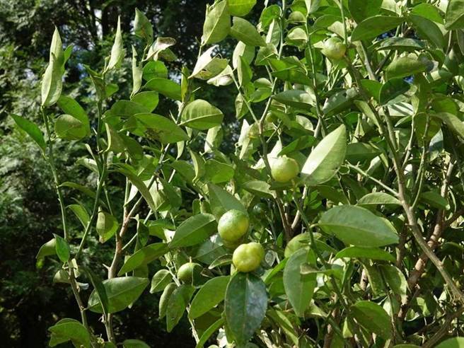 台湾香檬是柑橘界明日之星。图／福山研究所提供