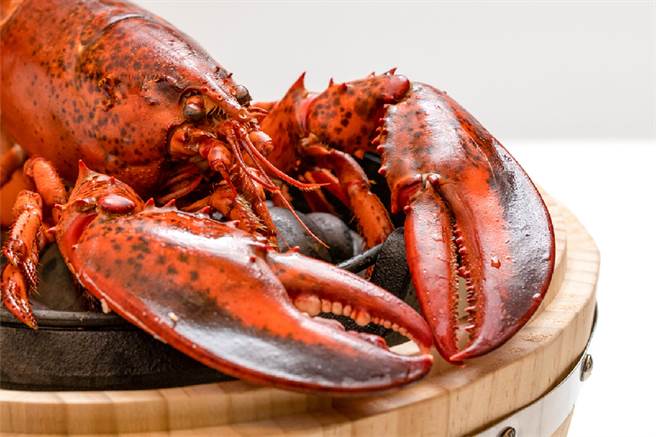 犇餐饮集团、星巴克、咖哩树、金色三麦餐厅、UMAMI金色三麦、微兜petit doux响应振兴五倍券纷纷推出优惠，图中为UMAMI金色三麦的波士顿龙虾，活动期间享优惠价。（图／品牌提供）