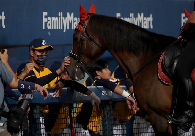 中信兄弟与富邦悍将3连战首战赛前，新北市骑警队来到新庄球场宣导反毒反诈骗，兄弟宋晟睿与马匹互动。（郑任南摄）