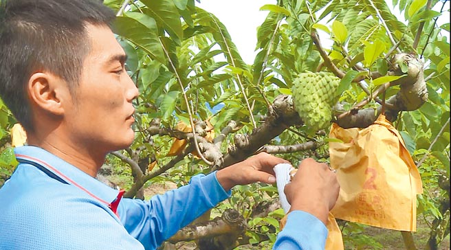 台東釋迦農民憂心今年心血付之一炬。（蔡旻妤攝）