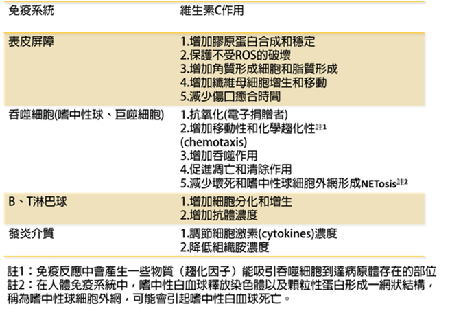 维生素C与免疫系统的作用(图/微笑药师网提供)