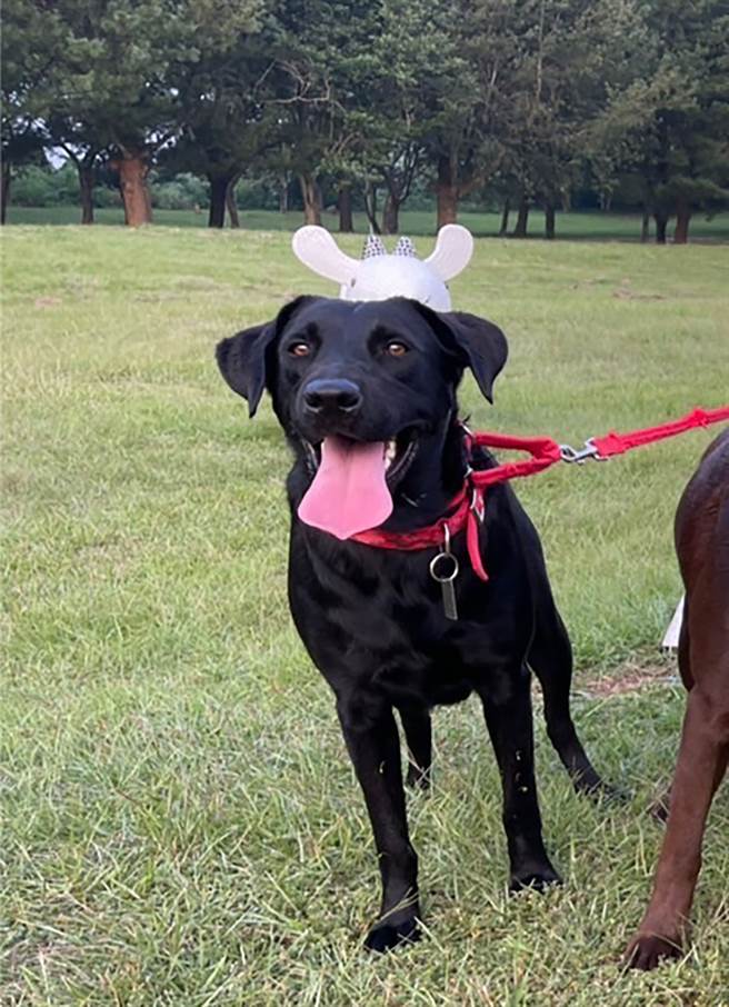 在暨大校園走失的海關緝毒犬，經過社群網路，一夜超過30次的轉載，6日清晨被尋獲。（暨南國際大學提供/黃國峰南投傳真）