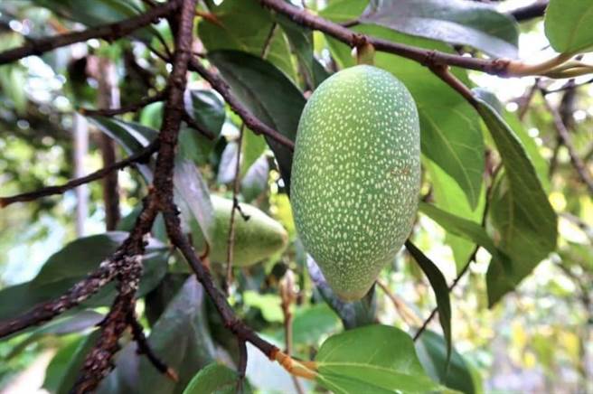 爱玉果实的原貌，很多人没有看过。（马文君服务处提供／廖志晃南投传真）