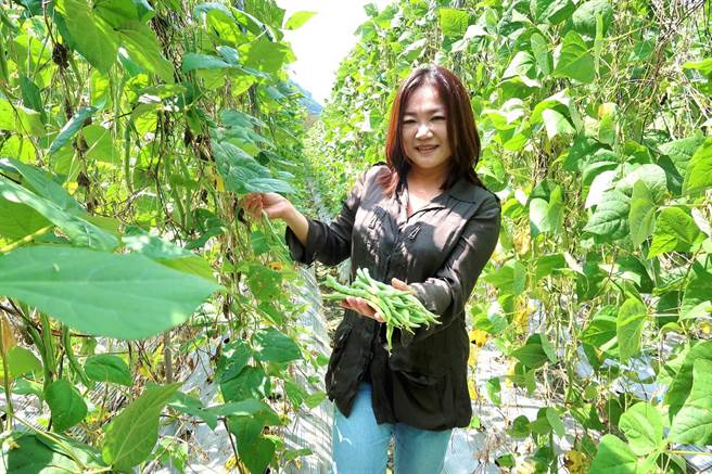 信义乡生产优质高冷蔬果，立委马文君讚不绝口。（马文君服务处提供／廖志晃南投传真）
