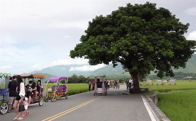 國慶連假首日，台東縣池上鄉伯朗大道等熱門景點，出現旅遊人潮。（莊哲權攝）